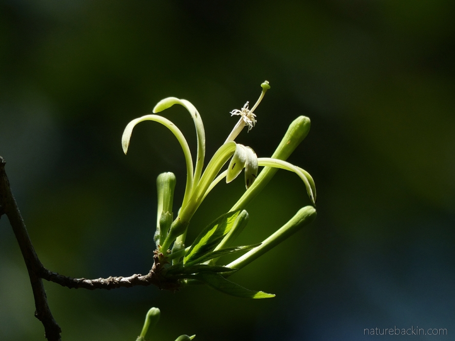 Wild honeysuckle-tree flower, South Africa