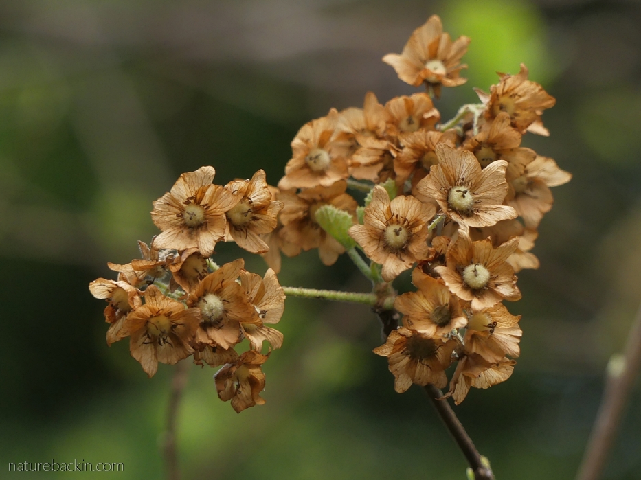 Dried flowers on wild pear, South Africa