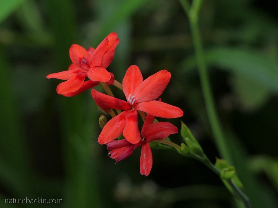 Small red iris (Freesia laxa) in flower, South Africa