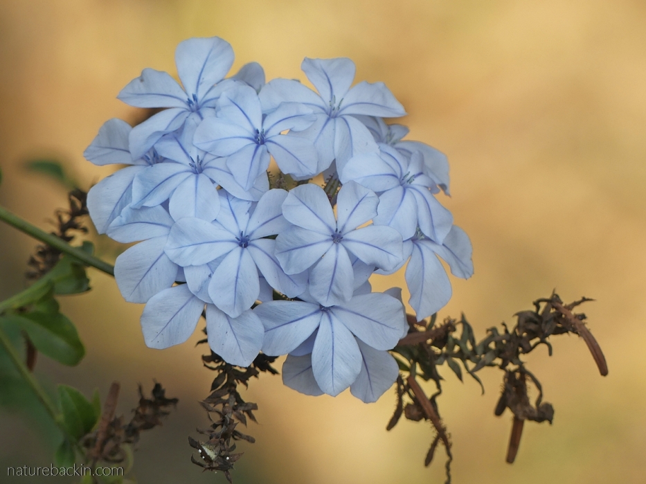 Plumbago in flower, South Africa
