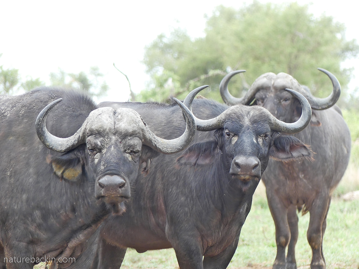 African buffalos at the Kruger National Park, South Africa