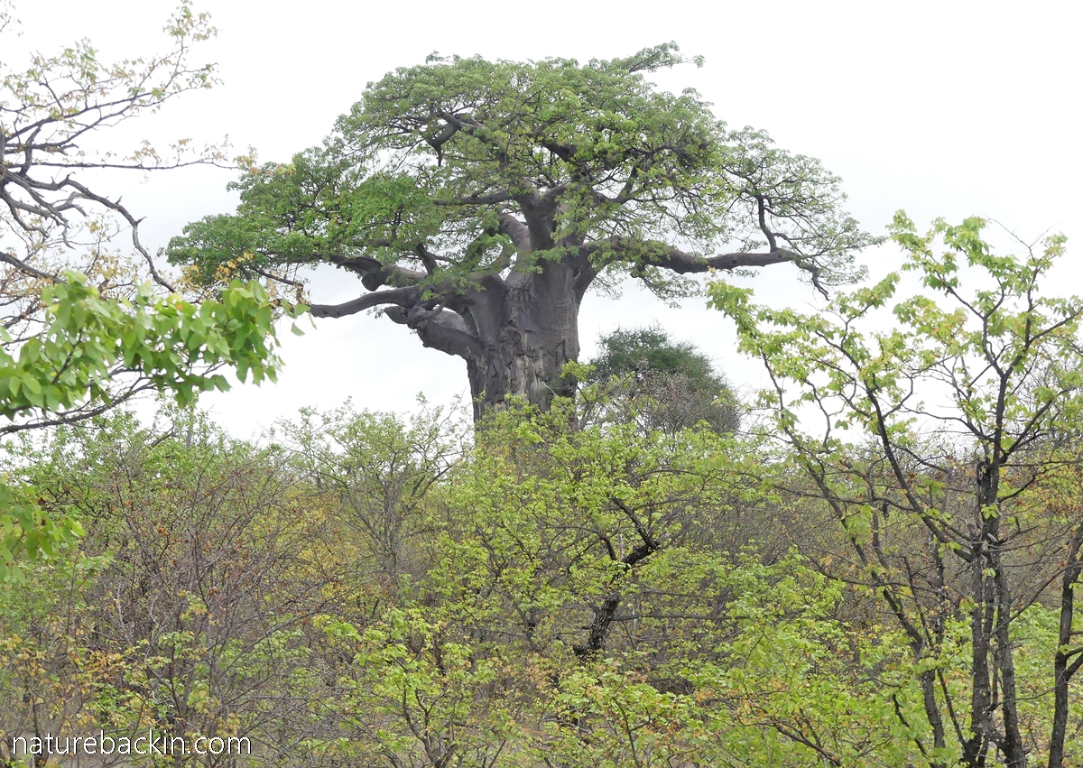 The African baobab: Super tree with super fruit – letting nature