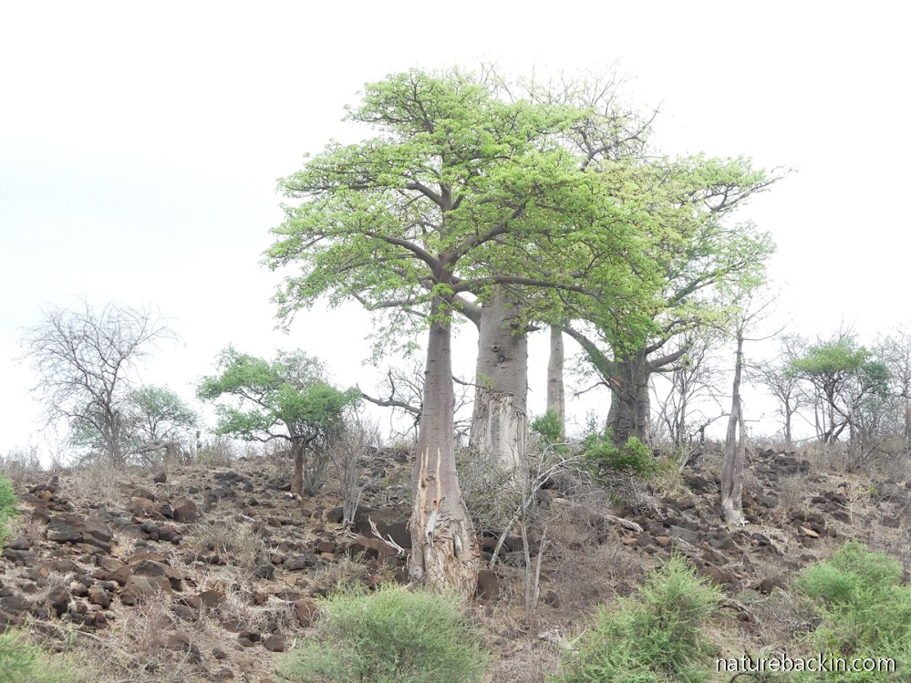 The African baobab: Super tree with super fruit – letting nature back in