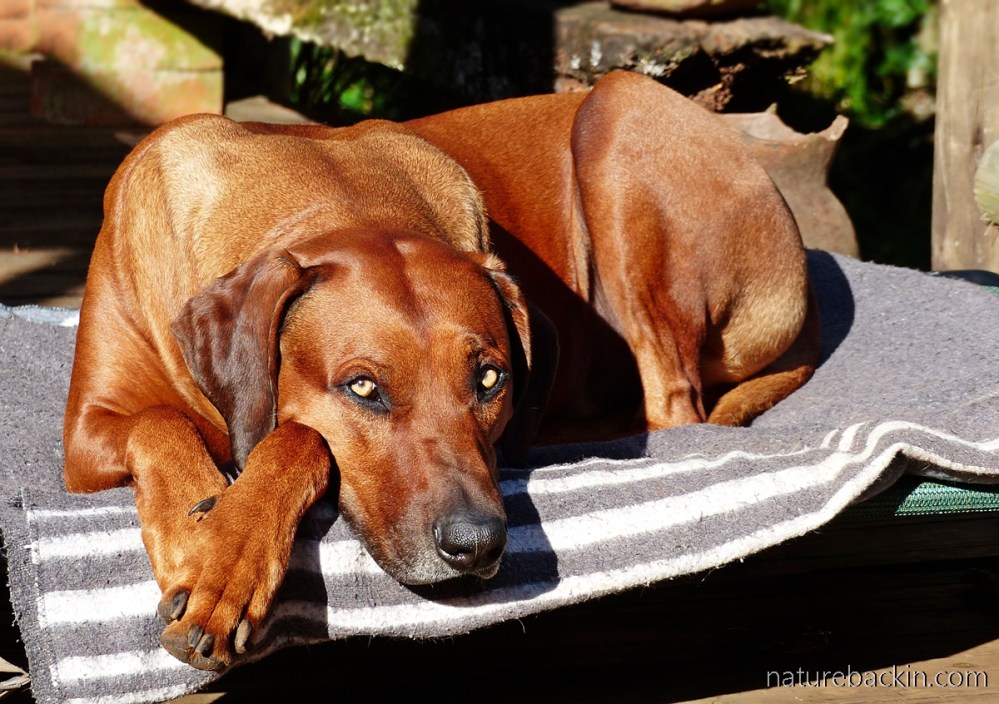 Mallory Ridgeback A road trip, Rory the Ridgeback and his recovery – letting nature back in