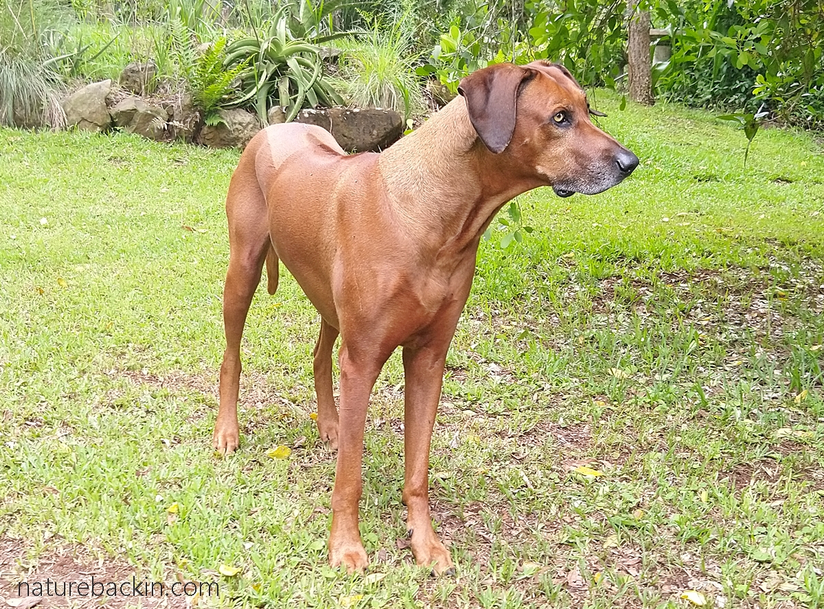 Mallory Ridgeback A road trip, Rory the Ridgeback and his recovery – letting nature back in