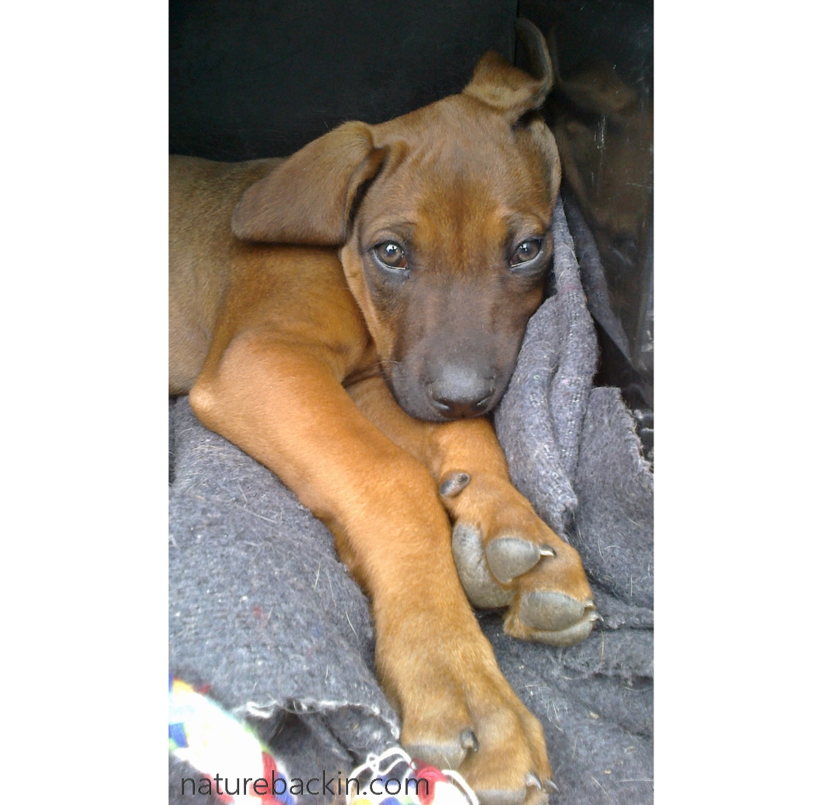 Mallory Ridgeback A road trip, Rory the Ridgeback and his recovery – letting nature back in