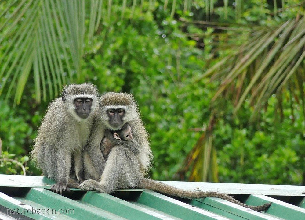 Monkies Back As I look out my window: Vervet monkeys at rest and play on a cool ...