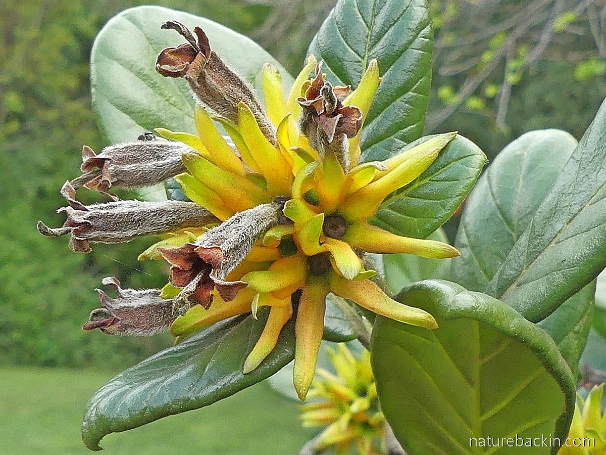 Burchellia bubalina flowers drying off before the seedheads develop