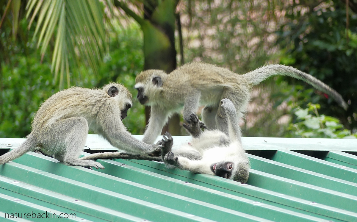 Juvenile vervet monkeys playing on a roof