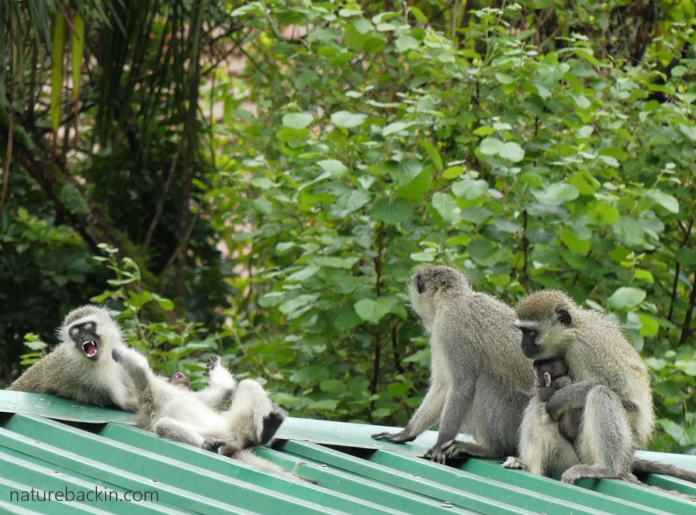 Monkies Back As I look out my window: Vervet monkeys at rest and play on a cool ...