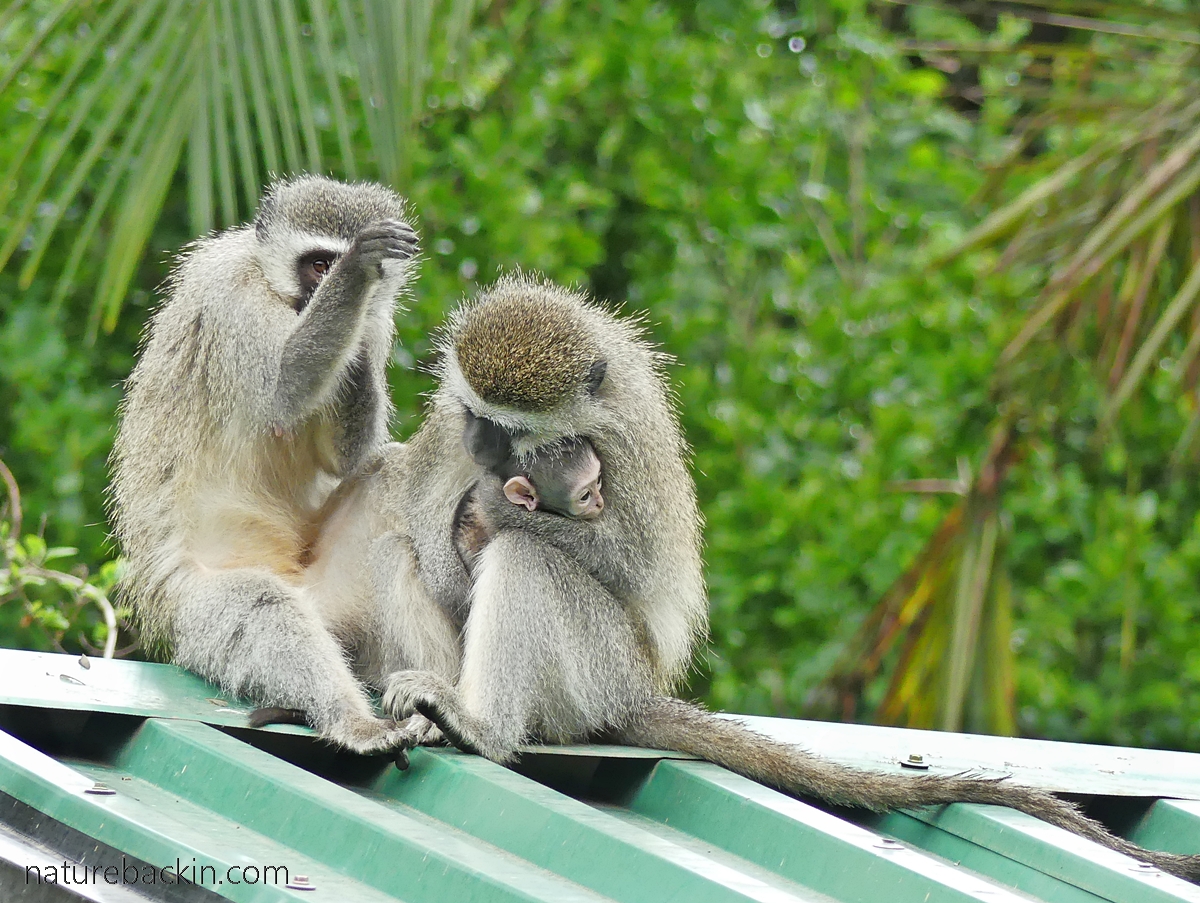 Monkies Back As I look out my window: Vervet monkeys at rest and play on a cool ...