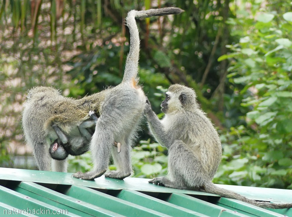 Monkies Back As I look out my window: Vervet monkeys at rest and play on a cool ...