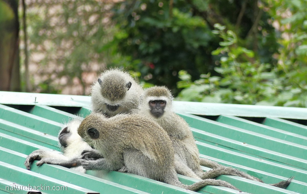 Juvenile vervet monkeys grooming