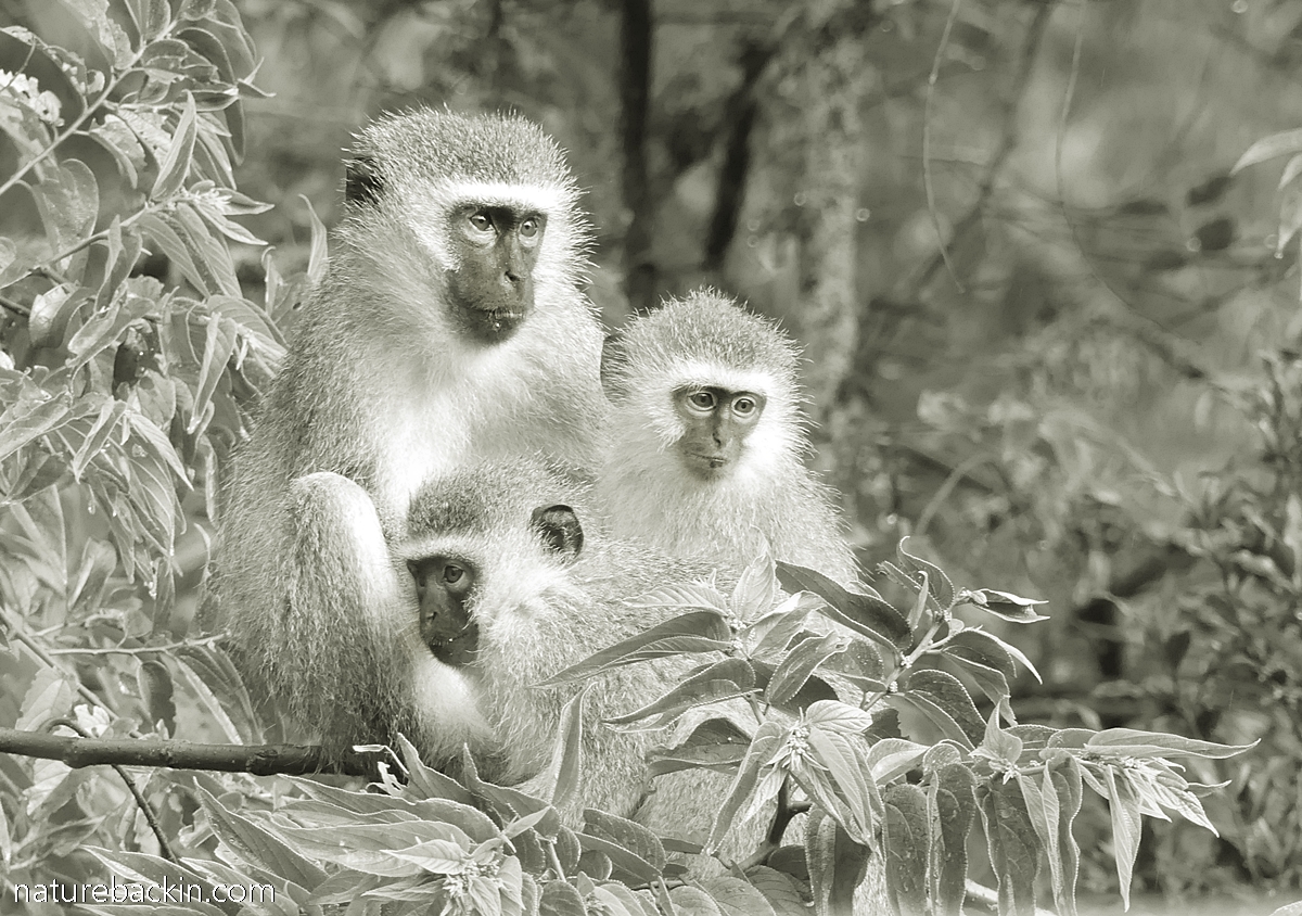 On living harmoniously with vervet monkeys – letting nature back in