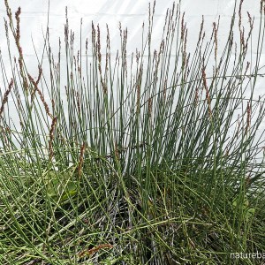 Restio Rigoratus 5 Restio_Western_Cape – letting nature back in