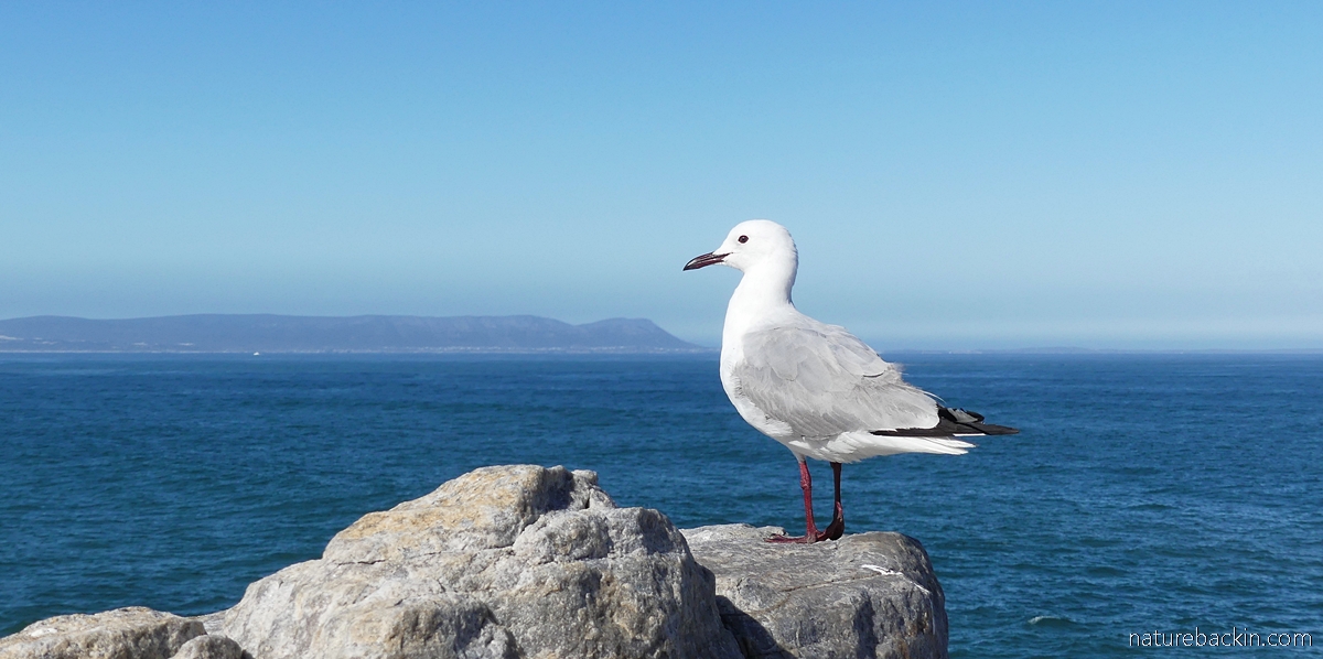 Sea views with gulls – letting nature back in