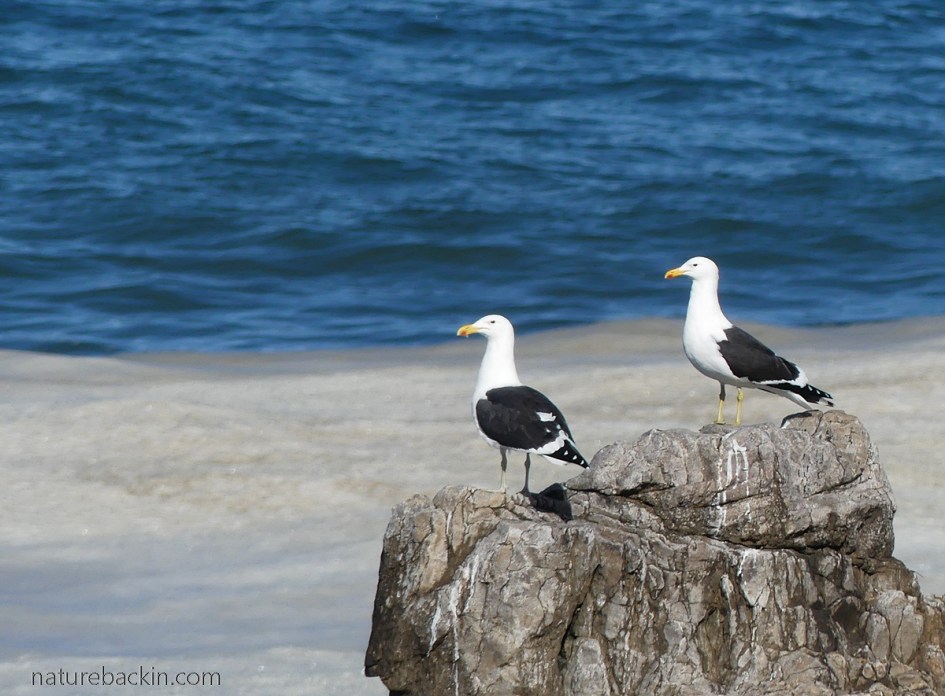 Larus dominicanus - Kelp gulls Western Cape