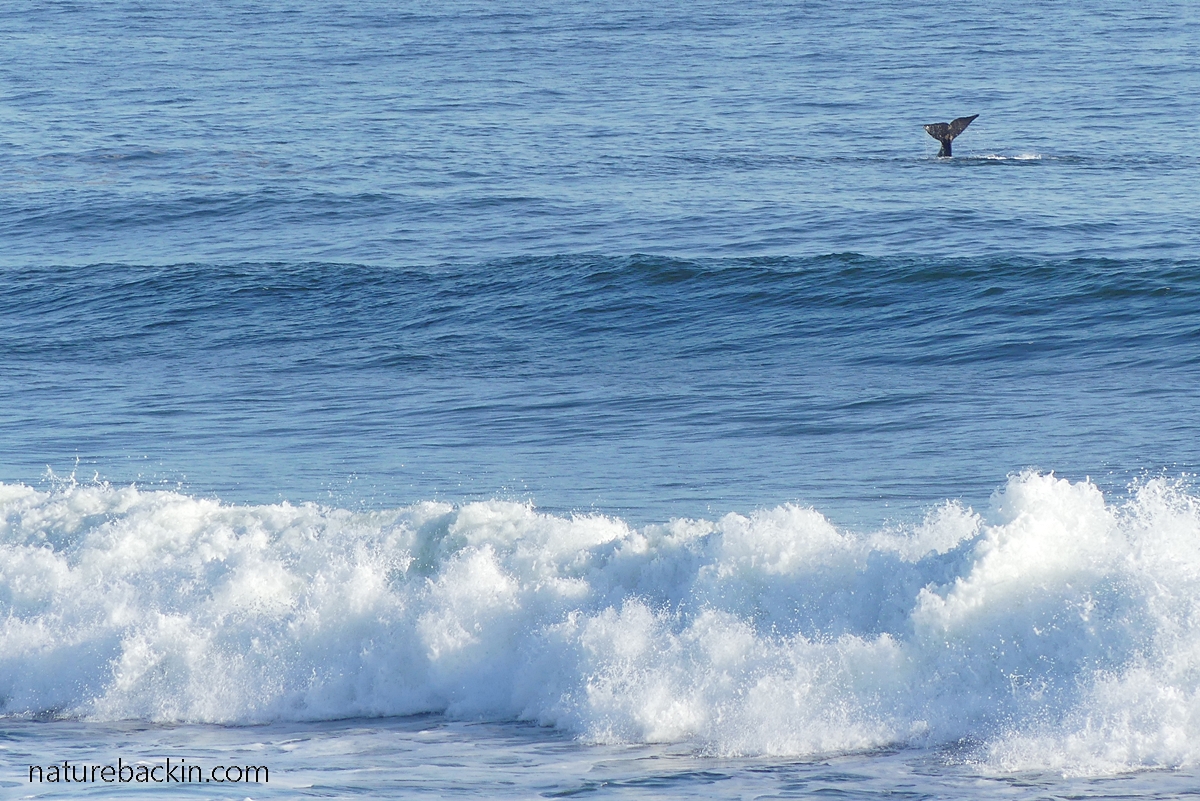 Southern-right whale tail slapping, Walker Bay, Western Cape