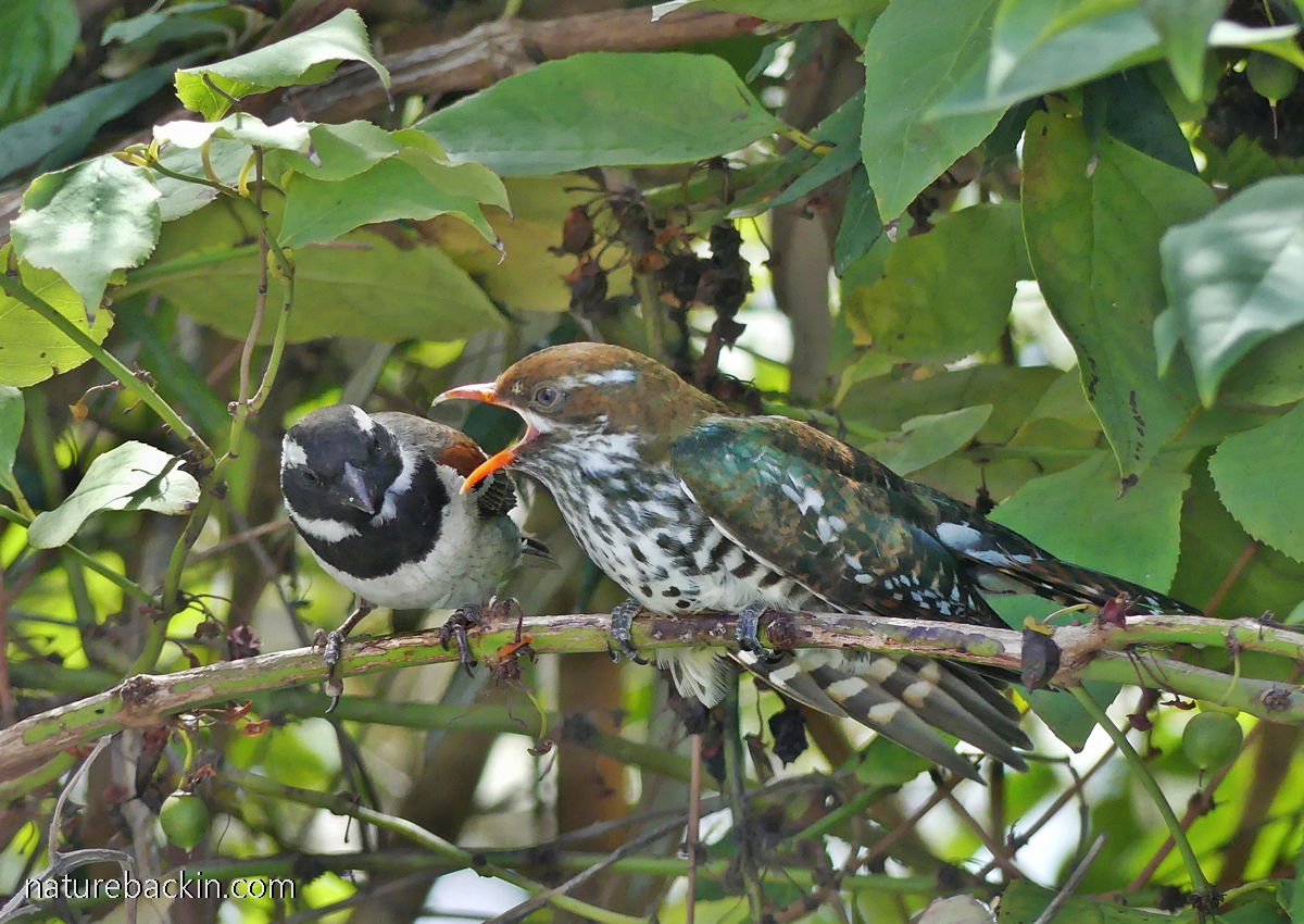 African Cuckoo Diet