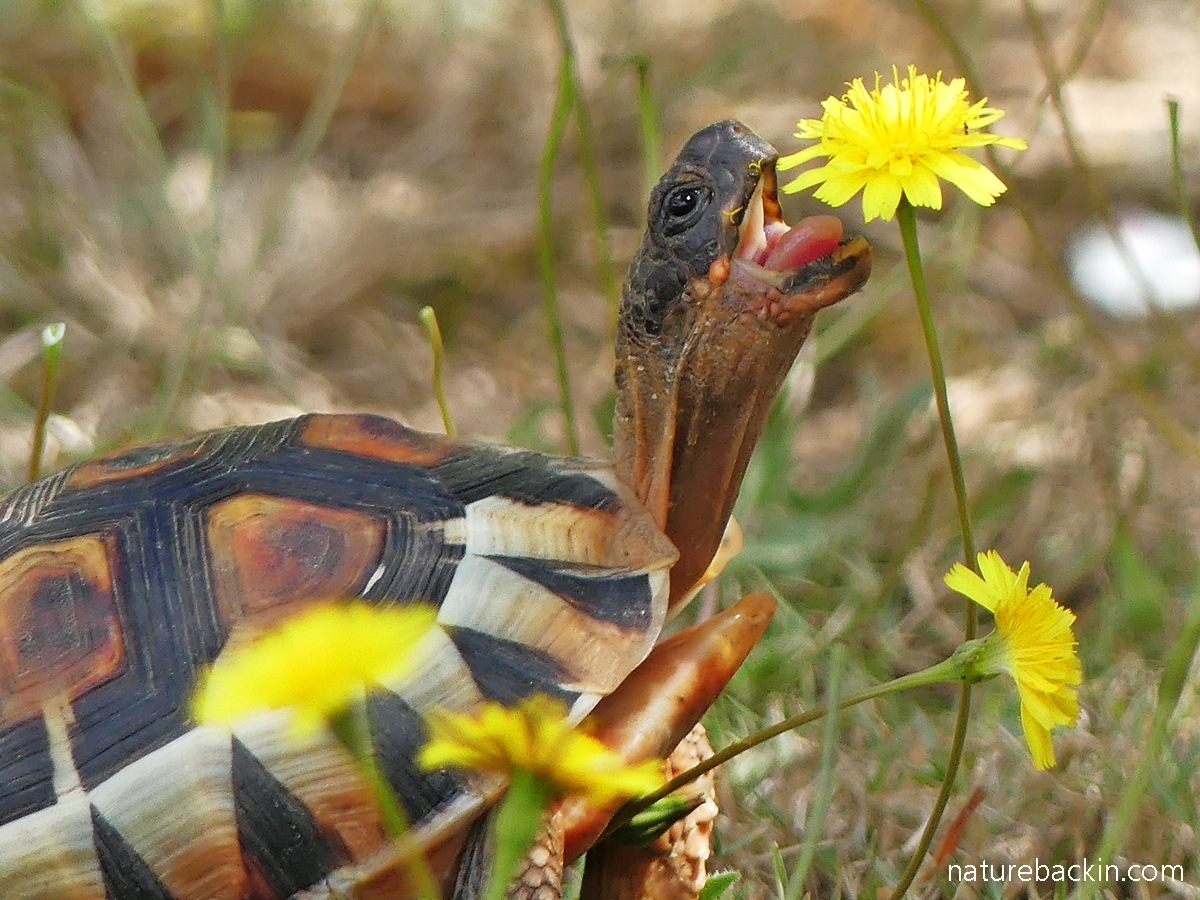 Tortoise Big Mushrooms Tortoise Food And Diet Advice ExoticDirect