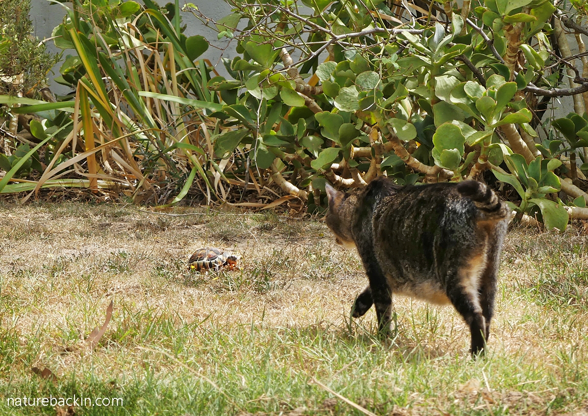 Angulate tortoise and domestic cat