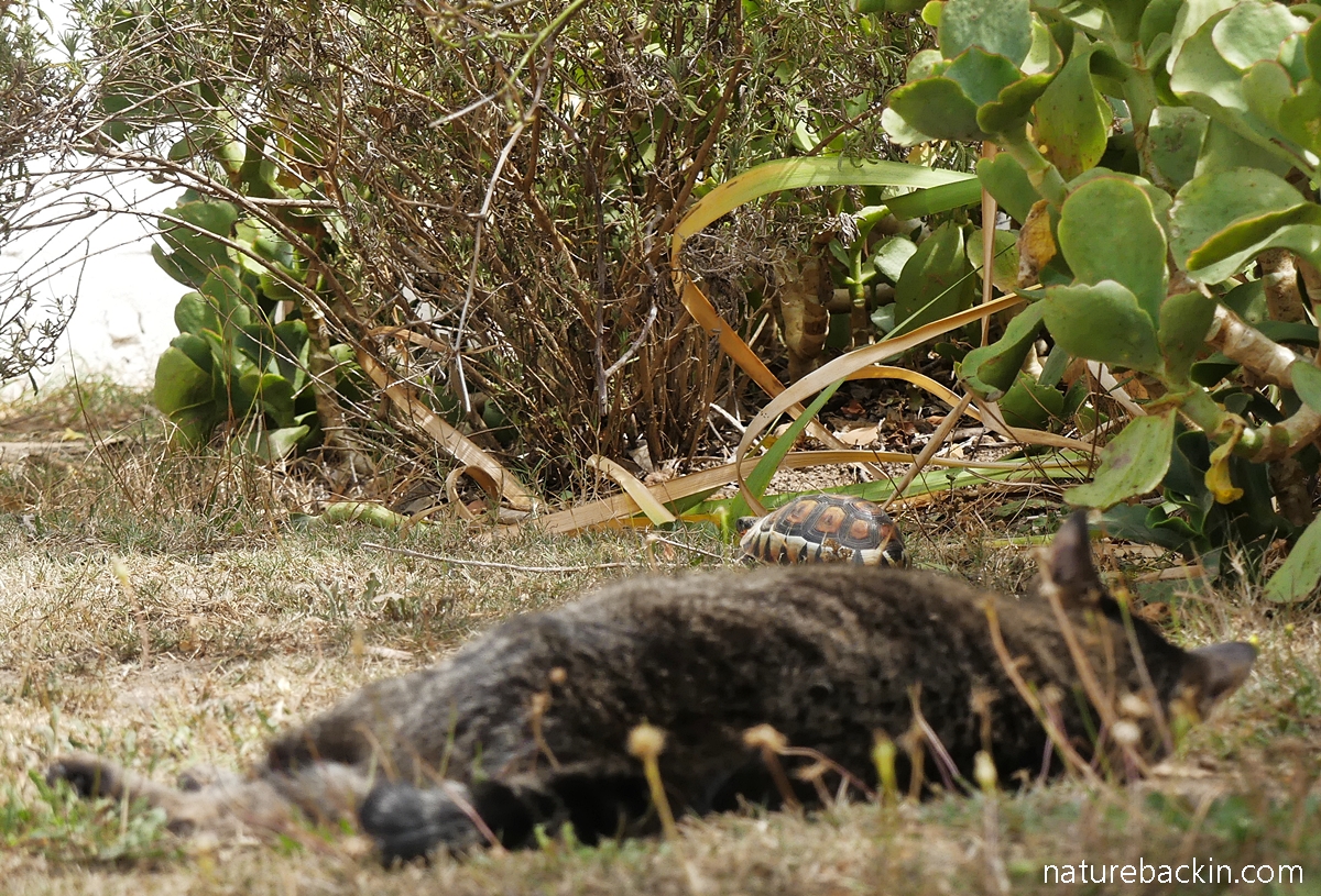Domestic cat lying down and observing an angulate tortoise