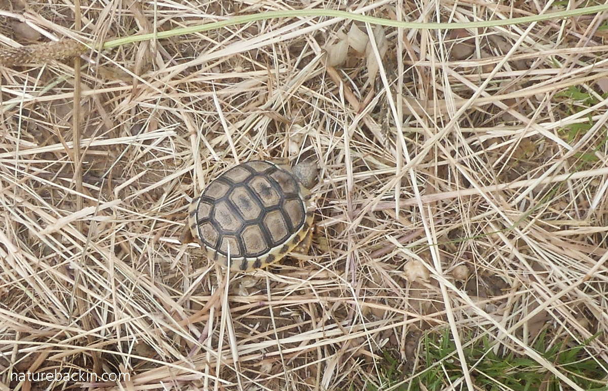 Baby angulate tortoise in the wild, Western Cape, South Africa