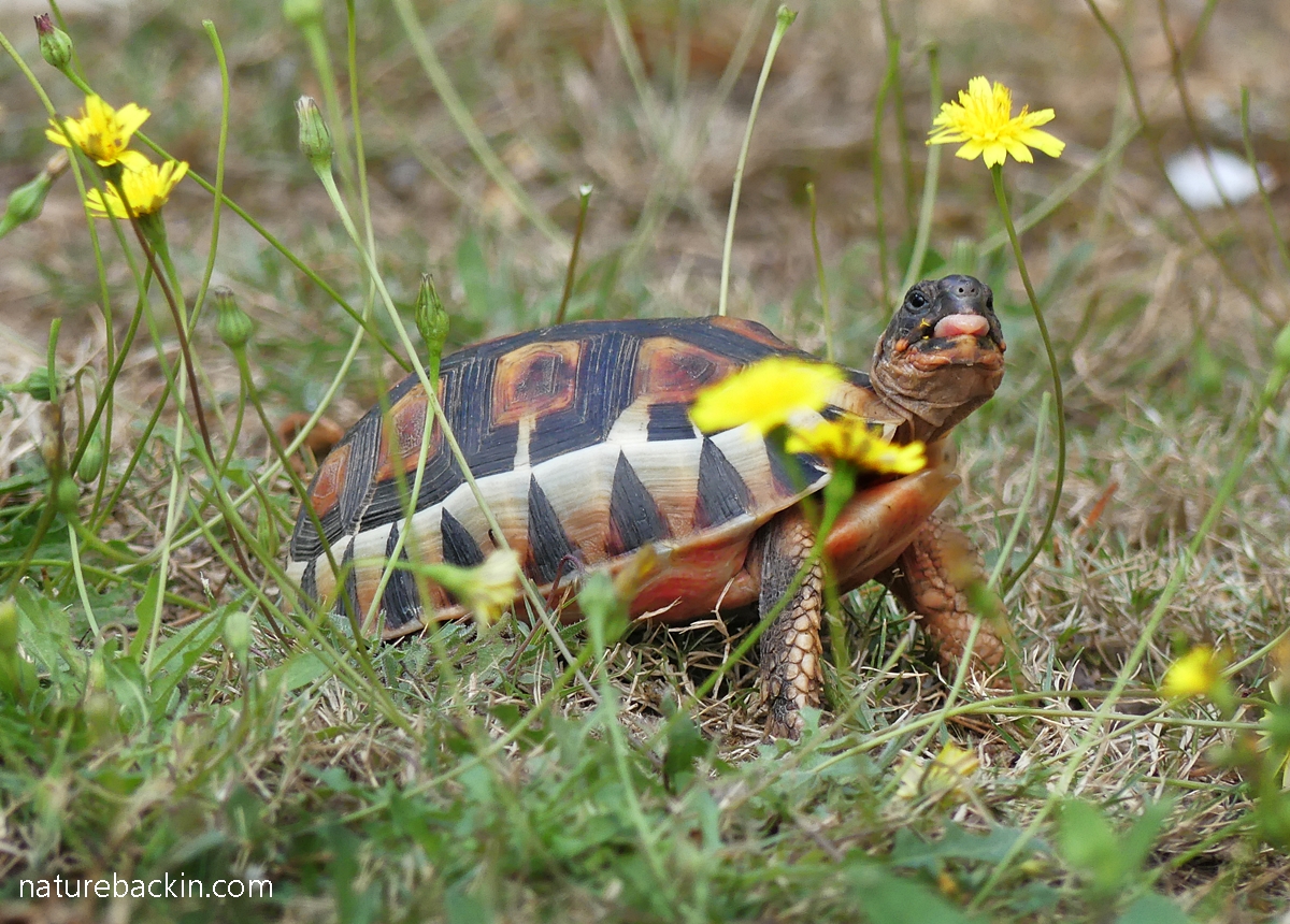 Angulate tortoise showing tongue and nostrils