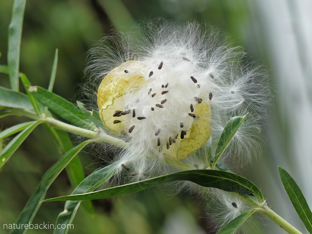 Balloon milkwood seedhead showing the fluffy seeds
