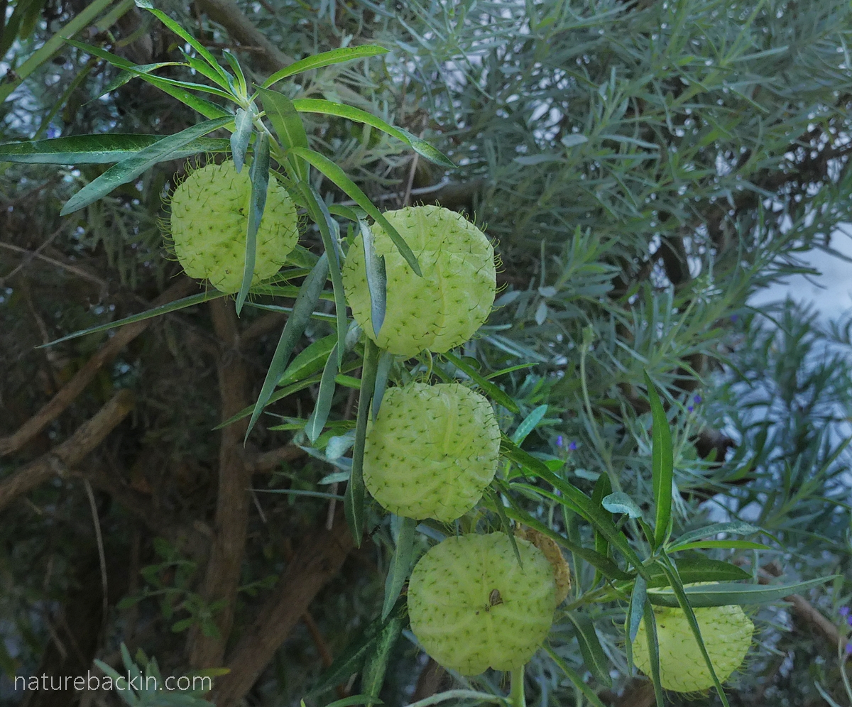 Fruit or seedpods of the balloon milkweed