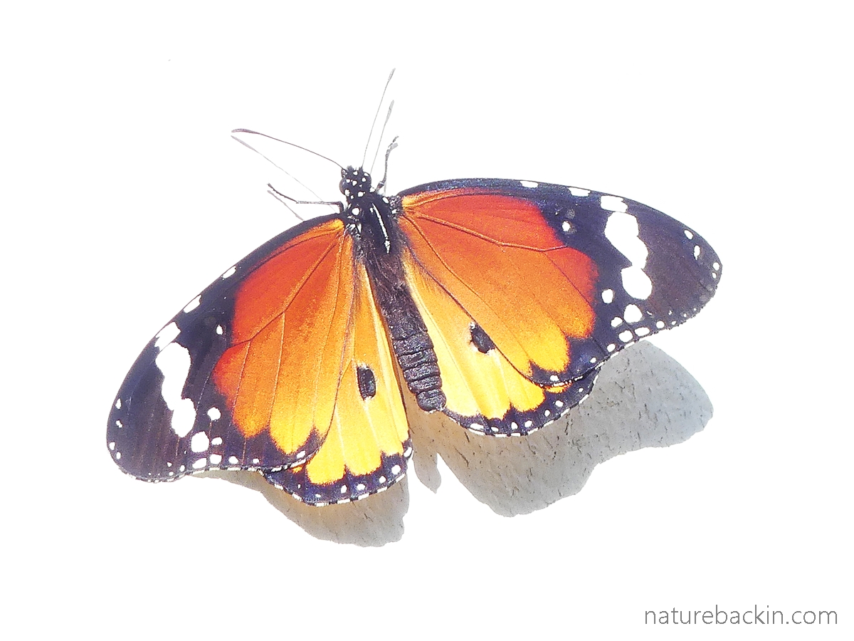 African monarch butterfly basking
