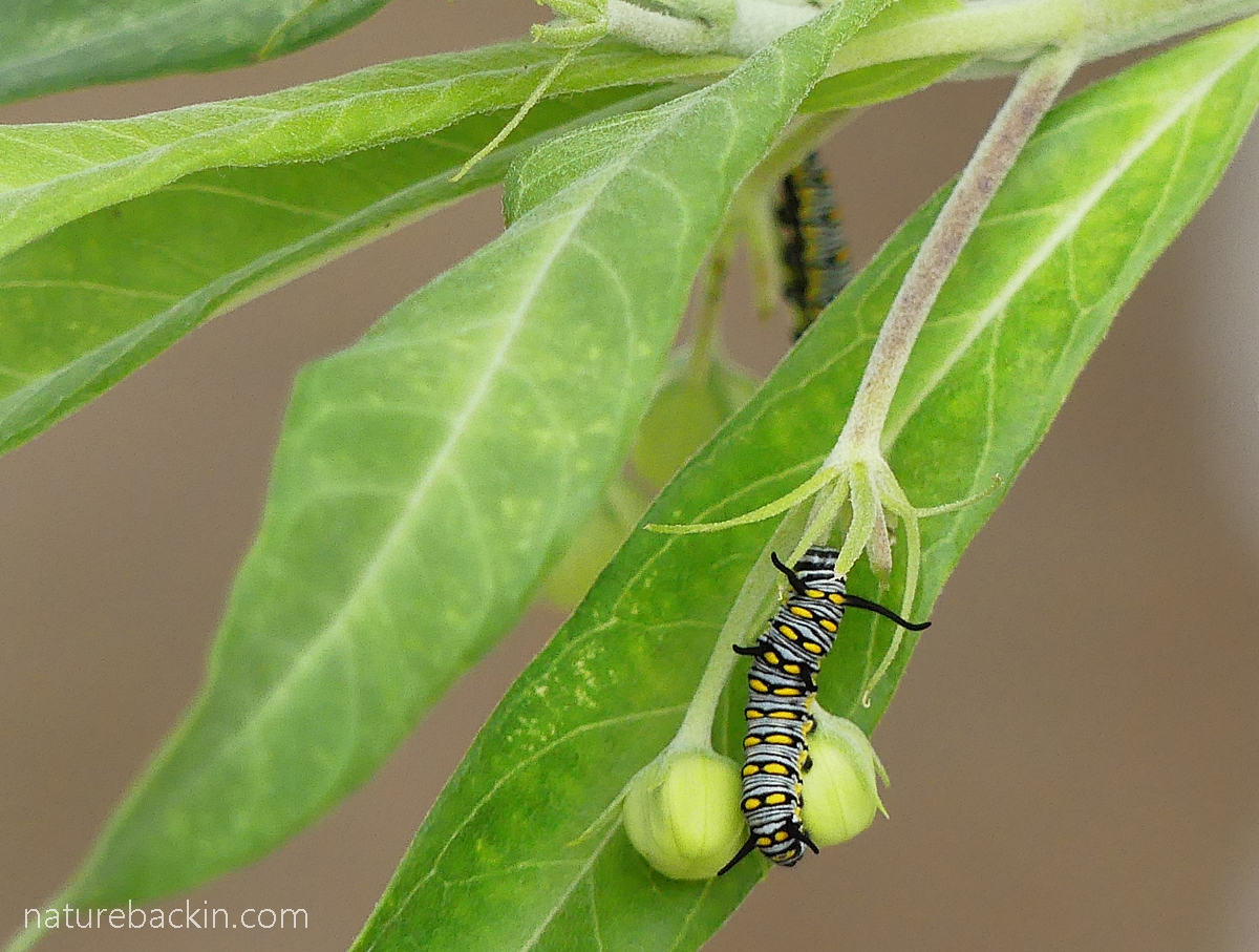 Caterpillars of the African monarch butterfly