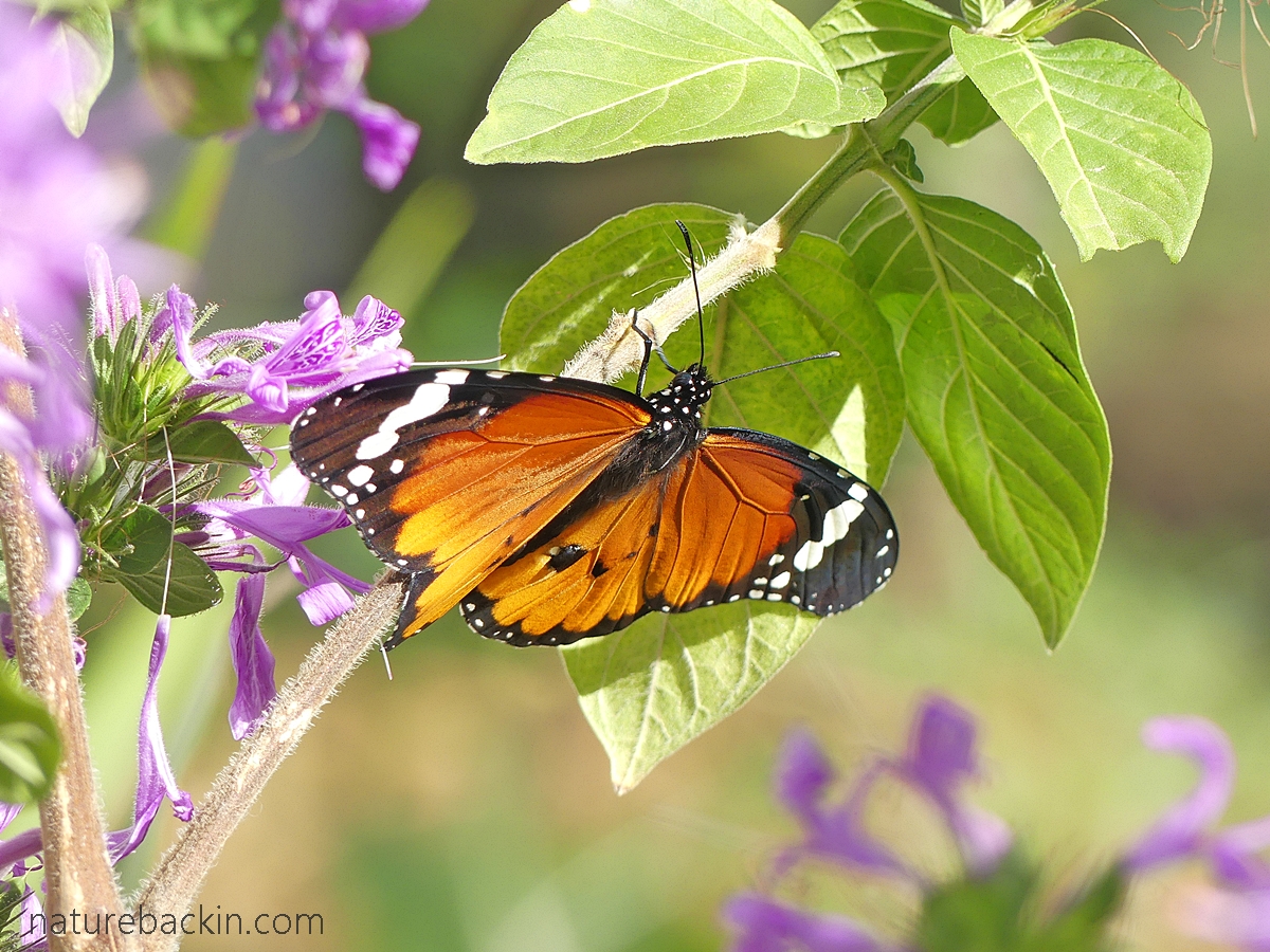African monarch butterfly basking on a ribbon bush