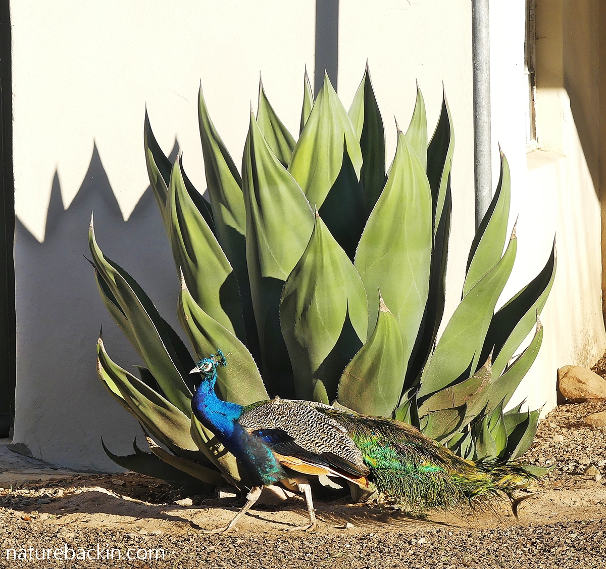Peacock in the farmyard