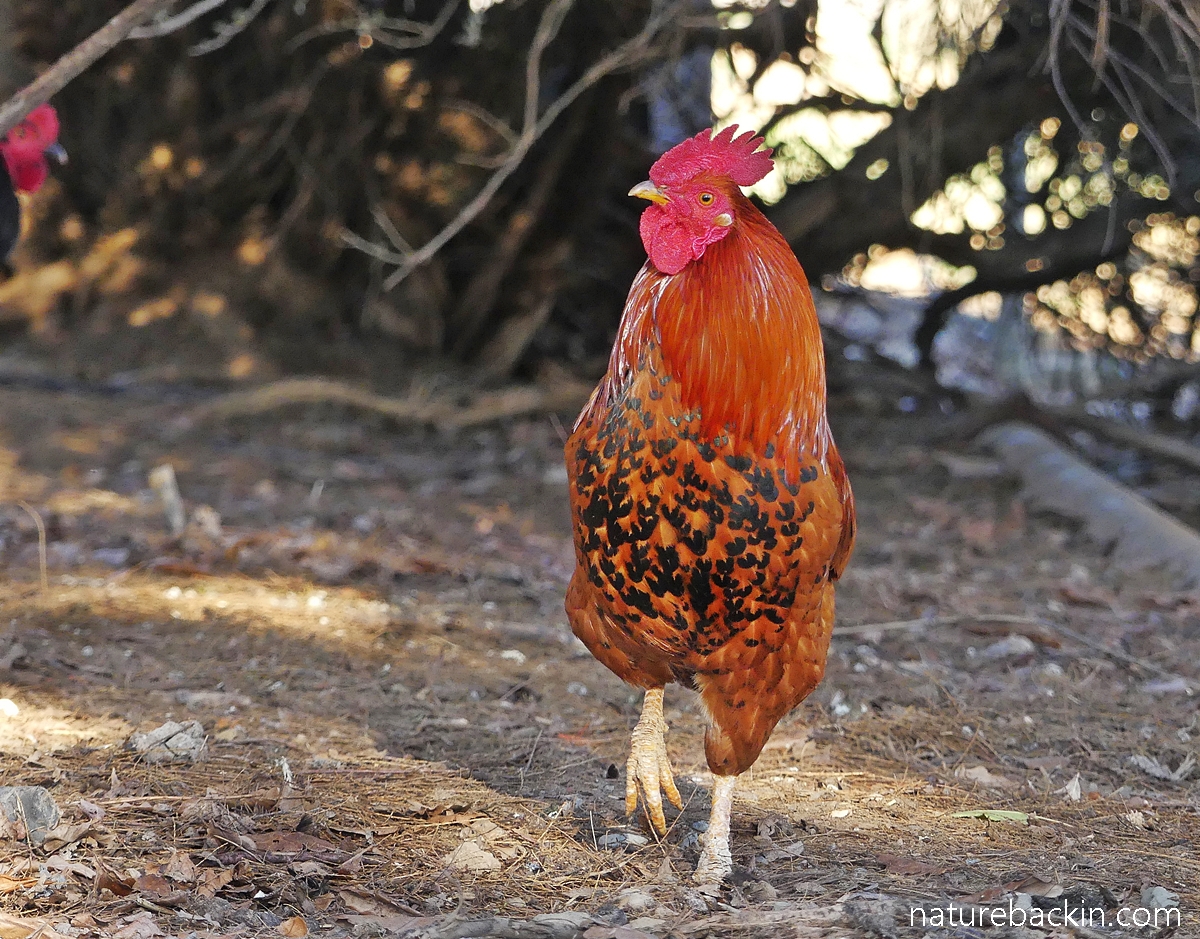 Magnificent red rooster