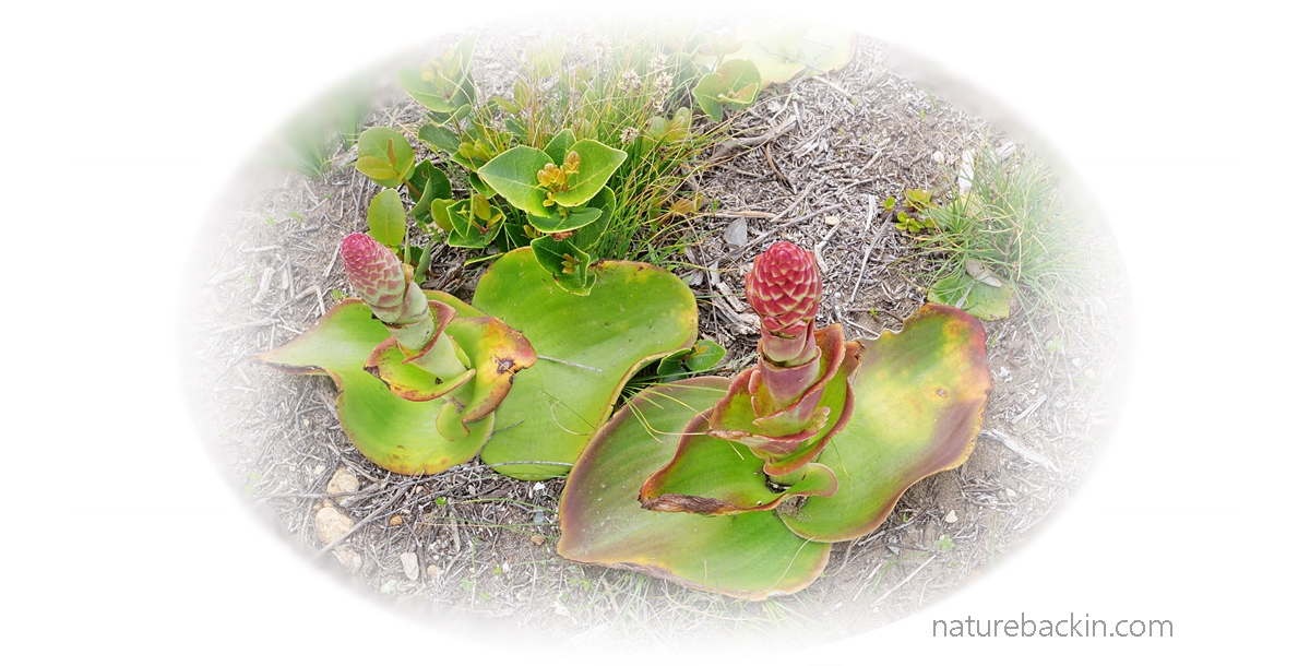 Spears of the terrestrial orchid, Satyrium carneum, before the flowers open