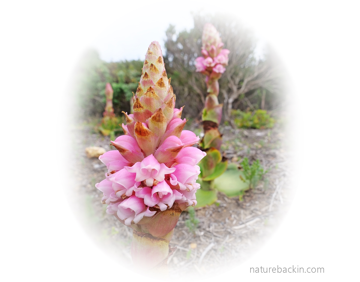 Flowers of the terrestrial orchid, Satyrium carneum