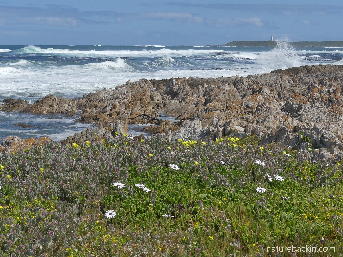 Coastal vegetation Overberg, Western Cape, at Danger Point