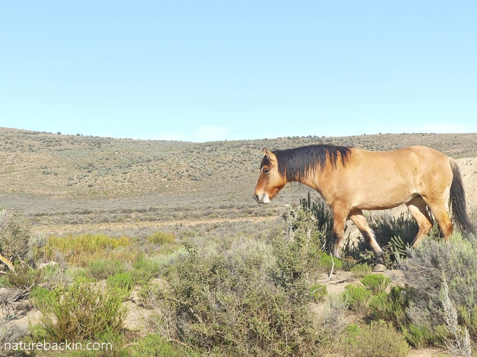 Free roaming horse on a South African farm