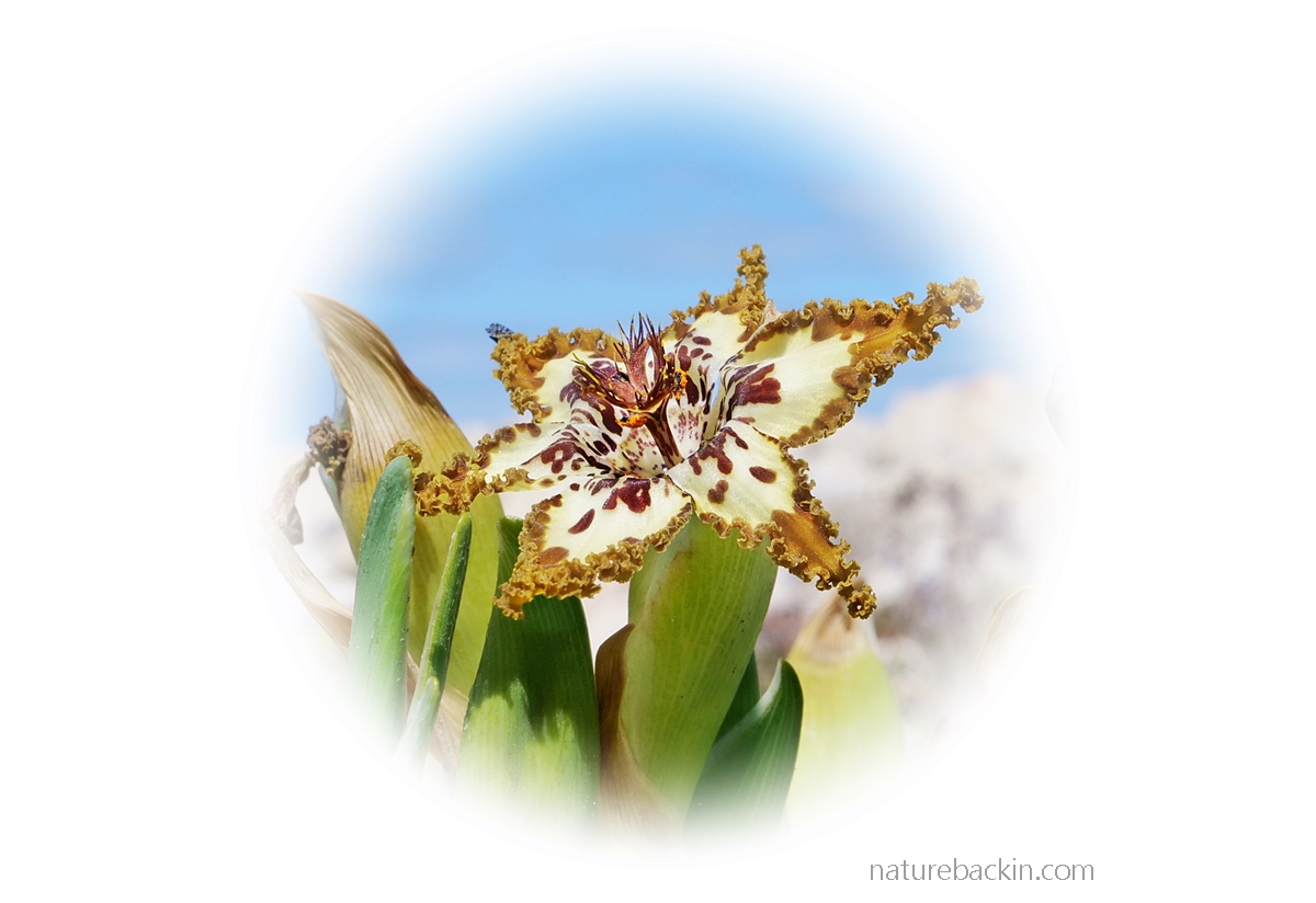 Black spiderlily, Feraria crispa, in flower
