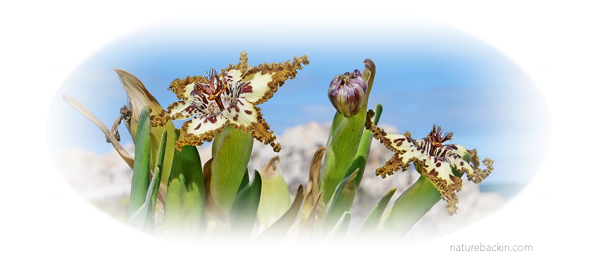 Black spiderlily in flower, Overberg, South Africa