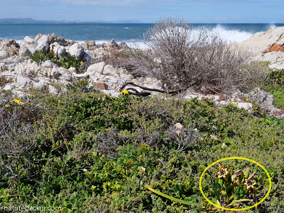 A black spiderlily, Ferraria crispa, growing near the seashore, Overberg, South Africa