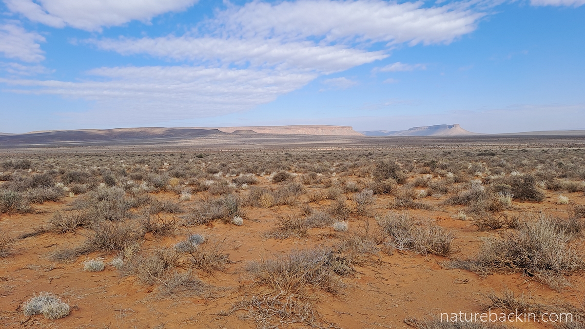 Landscape in the Tankwa Karoo National Park