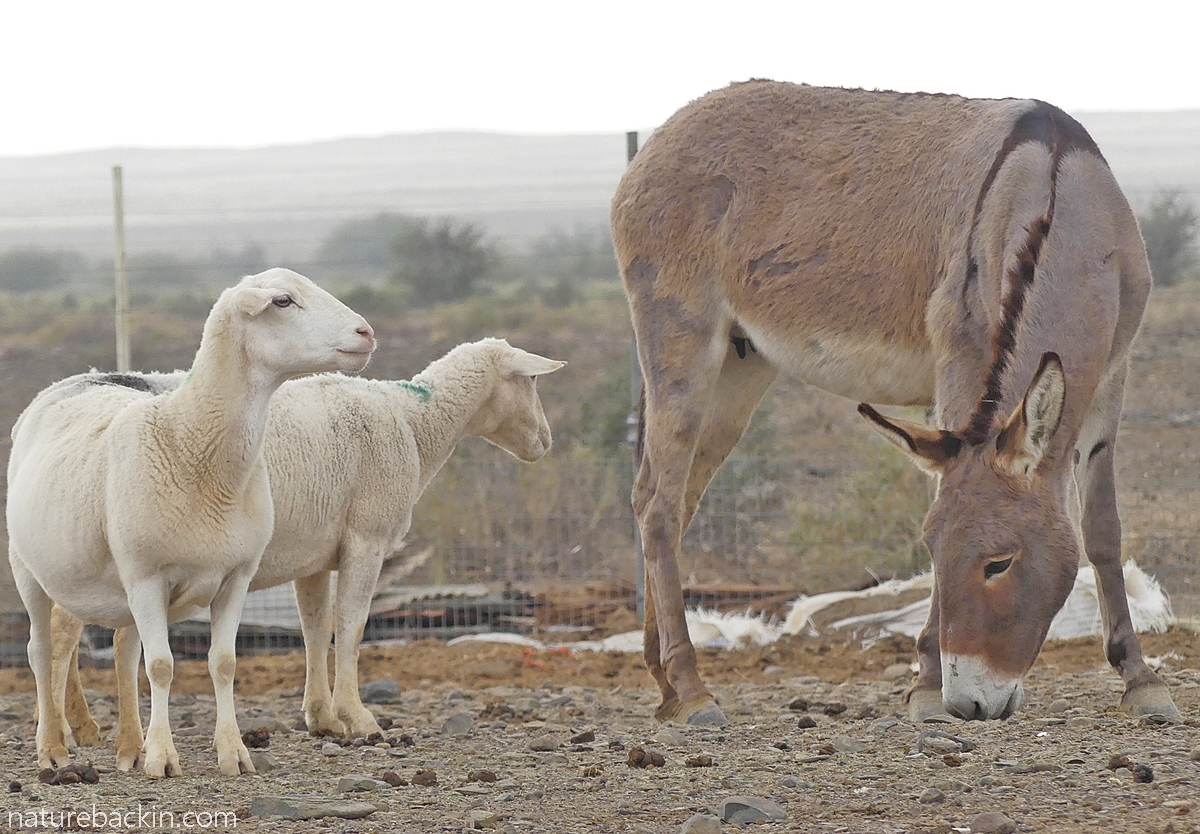 Two sheep and a donkey at a padstal in the Tankwa Karoo region, South Africa