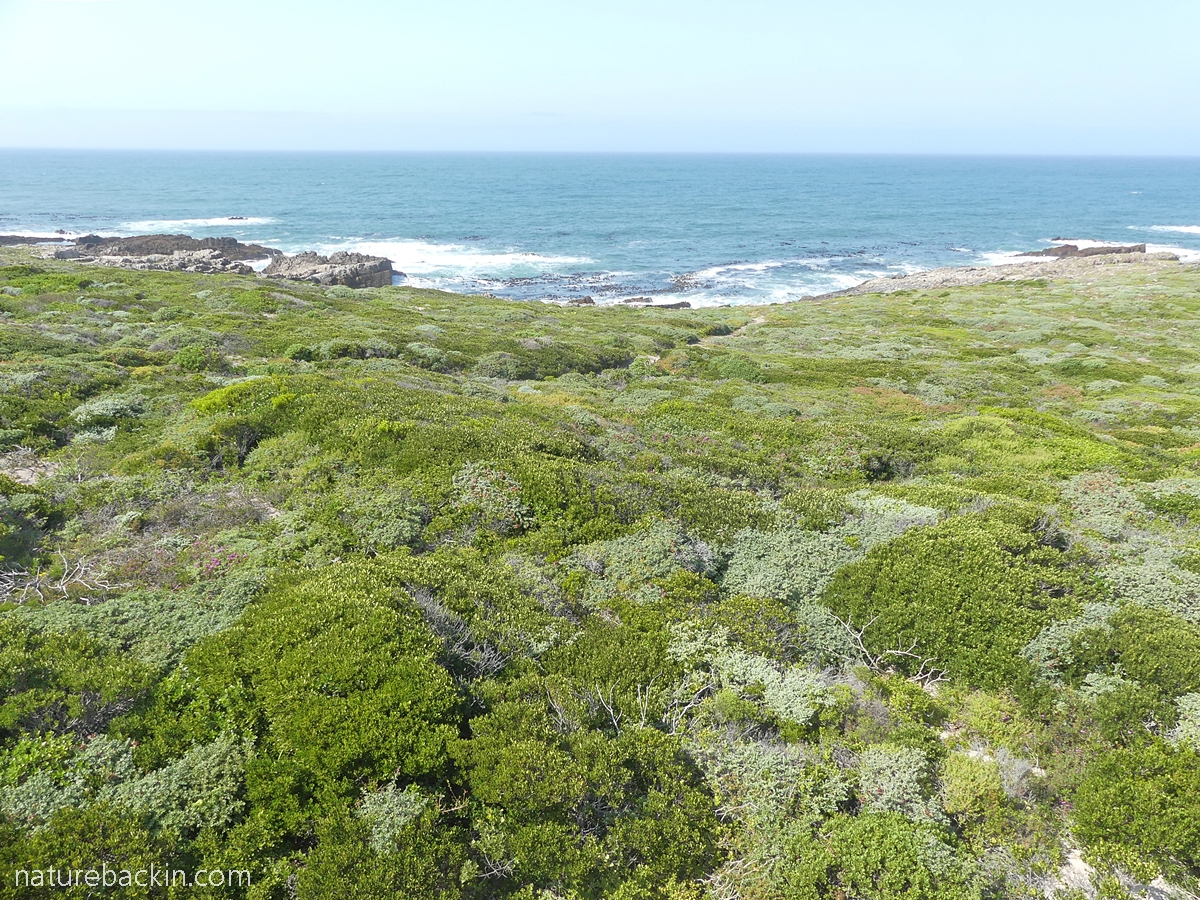 Overberg_Dune_Strandveld_at_Danger_Point, Overberg, Western Cape