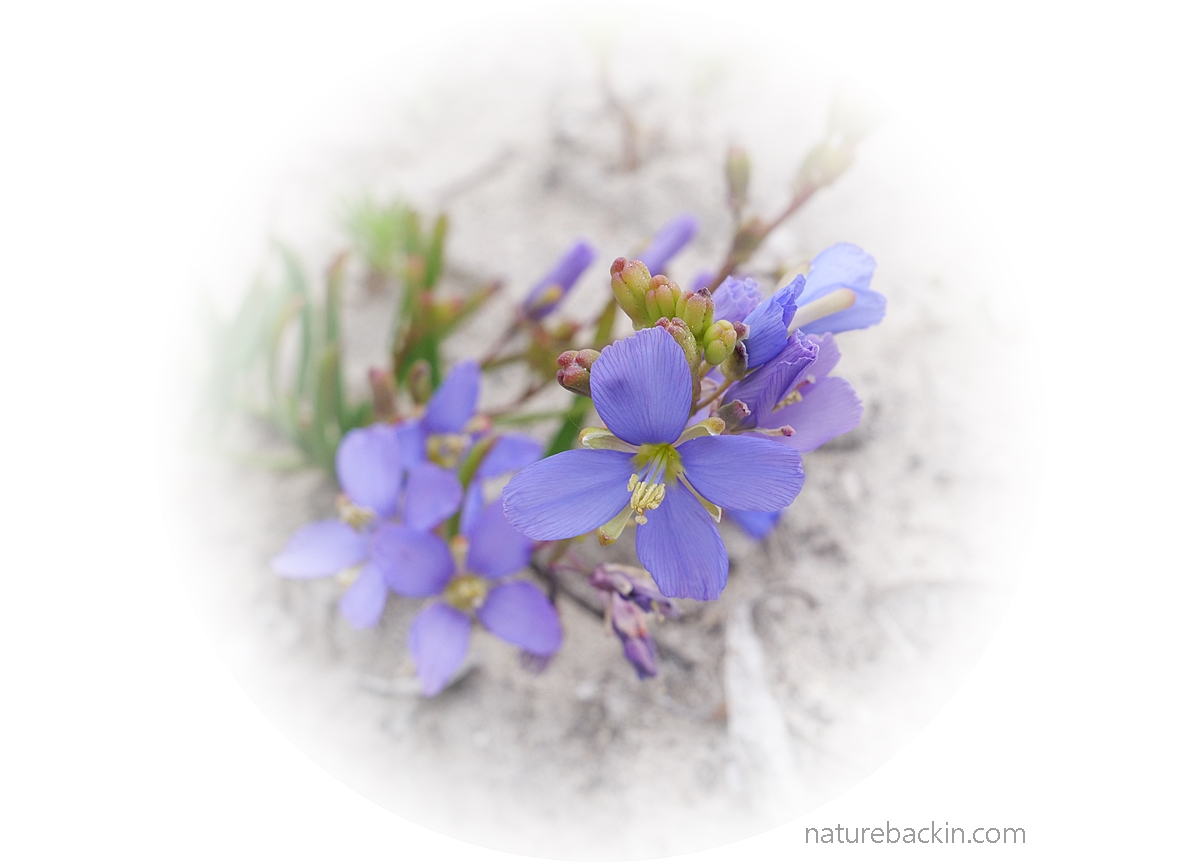 Heliophila subulata, known as common sunspurge