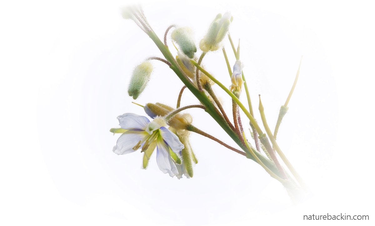 Heliophila species in flower