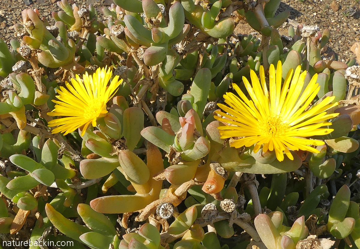 Vygie in flower in the Tankwa Karoo