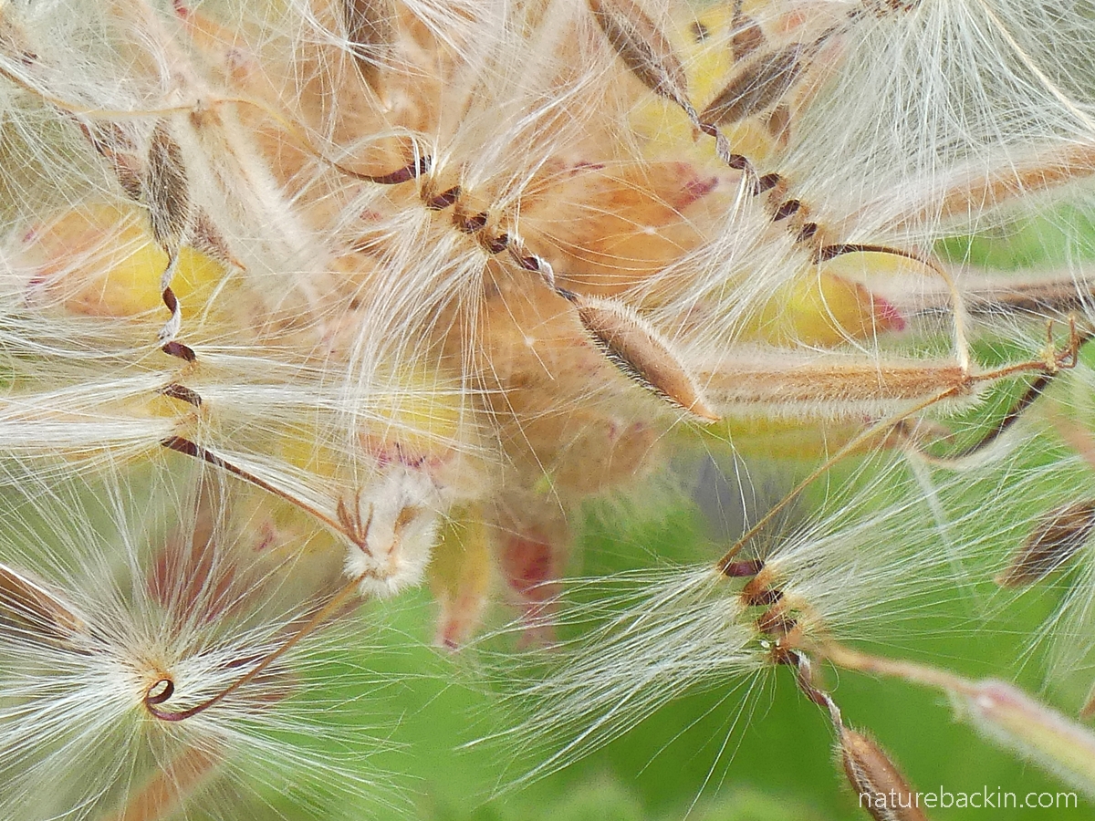 Close-up of seeds of rose-scented pelargonium