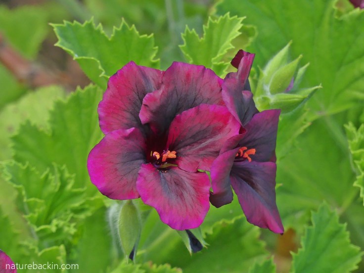 Wine-coloured flower of a regal pelargonium